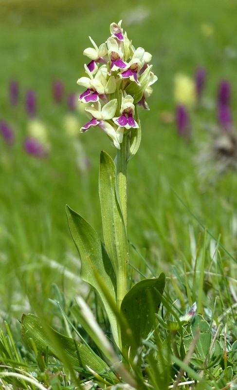 Dactylorhiza sambucina f. chusae  Parco Nazionale del Gran Sasso  giugno 2023.